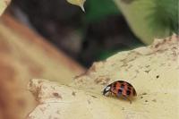 Harmonia axyridis