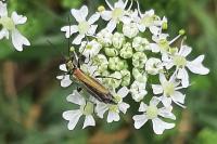 Oedemera nobilis