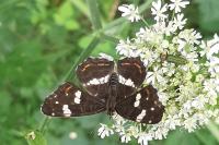 Anogcodes seladonius