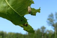 Chrysomela