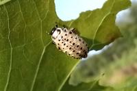 Chrysomela