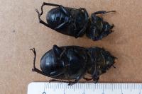 Lucanus cervus