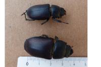 Lucanus cervus