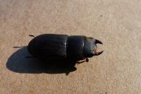 Dorcus parallelipipedus