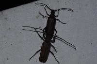 Aegosoma scabricorne