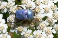 Hoplia coerulea