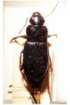 Harpalus atratus
