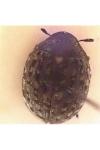 Cytilus sericeus