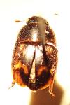 Cryptarcha strigata