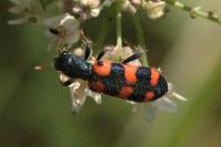 Trichodes leucopsideus