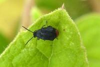 Bruchidius siliquastri