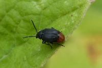 Bruchidius siliquastri