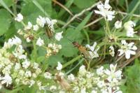 Oedemera nobilis