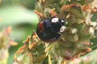 Harmonia axyridis