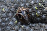 Acilius canaliculatus