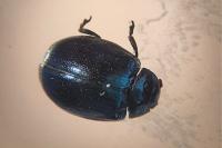 Plagiodera versicolora