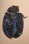 Plagiodera versicolora