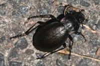 Carabus nemoralis