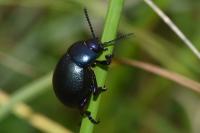 Timarcha goettingensis