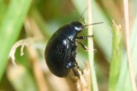Chrysolina haemoptera