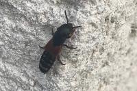 Platydracus