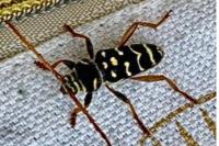 Plagionotus arcuatus