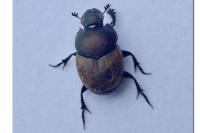 Onthophagus coenobita