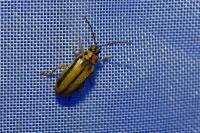 Xanthogaleruca luteola