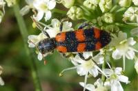 Trichodes leucopsideus