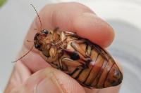 Dytiscus marginalis