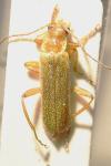 Cantharis cryptica