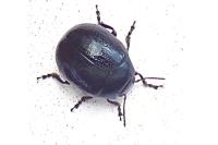 Chrysolina haemoptera