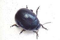 Chrysolina haemoptera