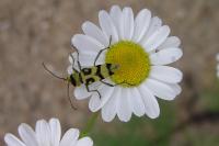 Chlorophorus varius