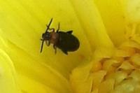 Luperomorpha xanthodera