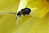 Luperomorpha xanthodera
