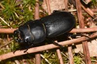 Dorcus parallelipipedus