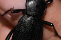Carabus coriaceus