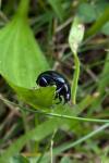 Chrysolina haemoptera