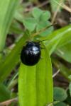 Chrysolina haemoptera