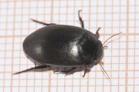 Agabus bipustulatus