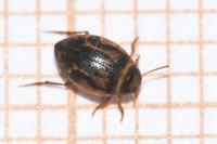 Hygrotus inaequalis