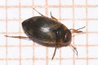Hydroporus palustris