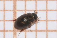 Anacaena bipustulata