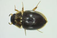 Anacaena bipustulata