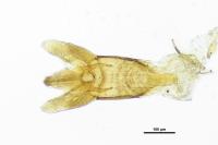 Anacaena bipustulata
