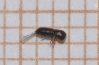 Xyleborinus saxesenii