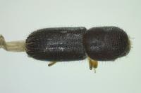 Xyleborinus saxesenii