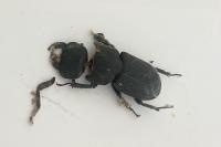 Dorcus parallelipipedus