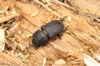 Dorcus parallelipipedus